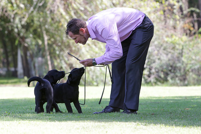 Cachorro en entrenamiento