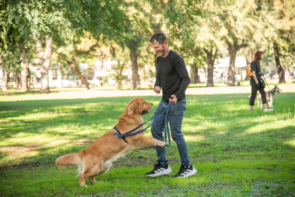 Tarifas de entrenamiento
