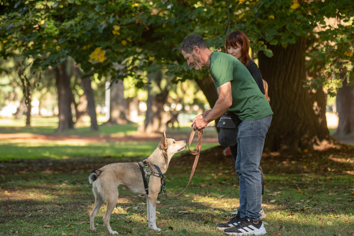 Perro en parque