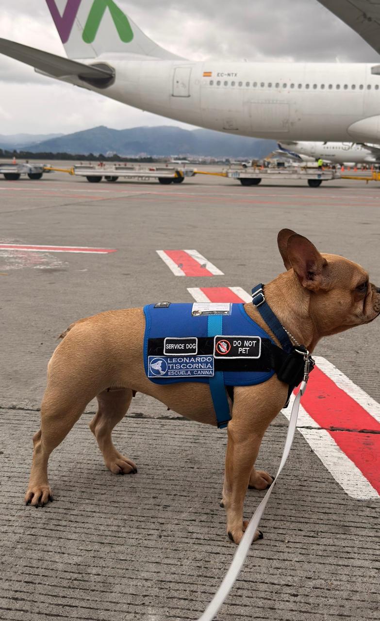 Entrenamiento de perros
