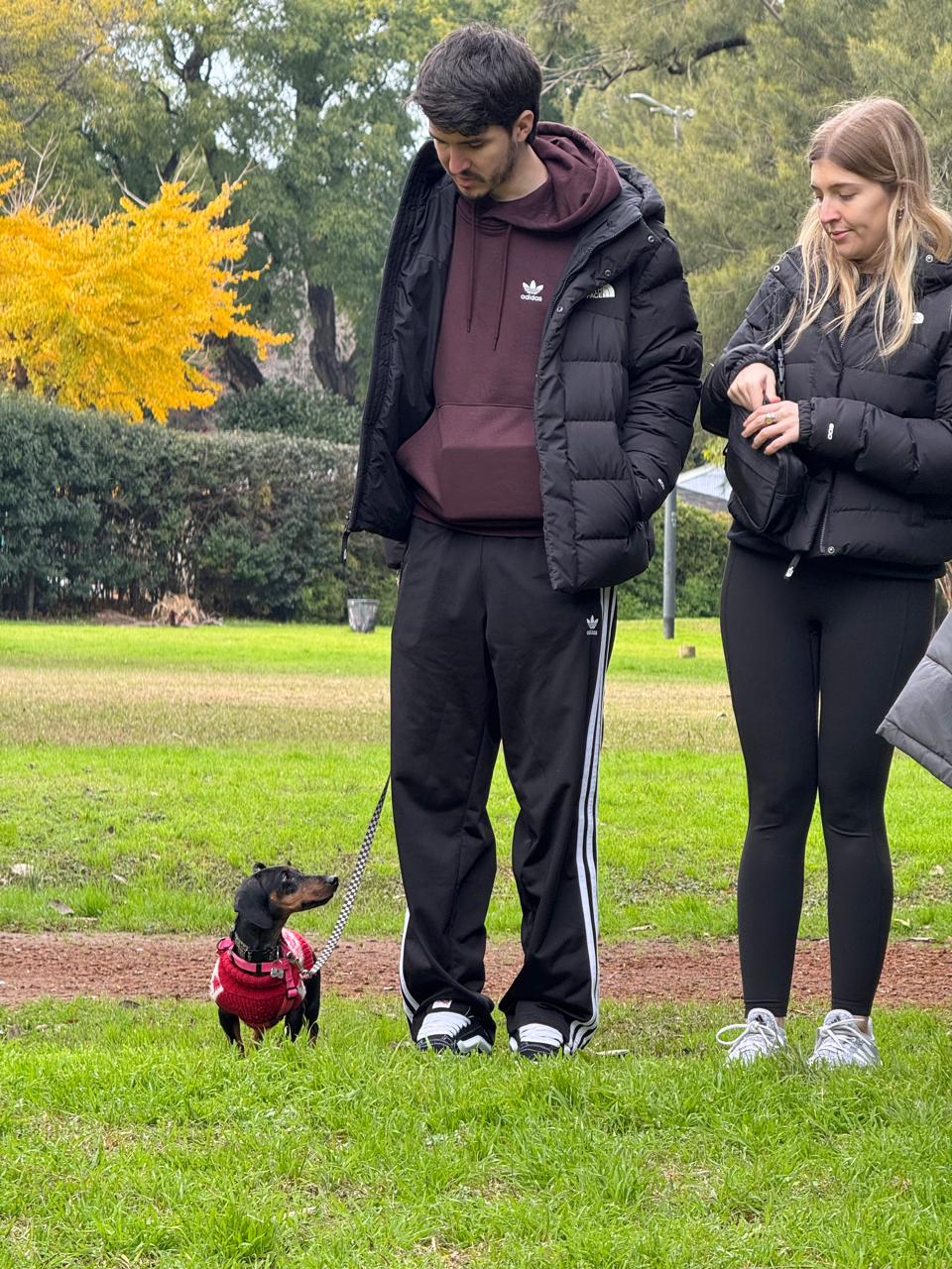 Entrenamiento de perros