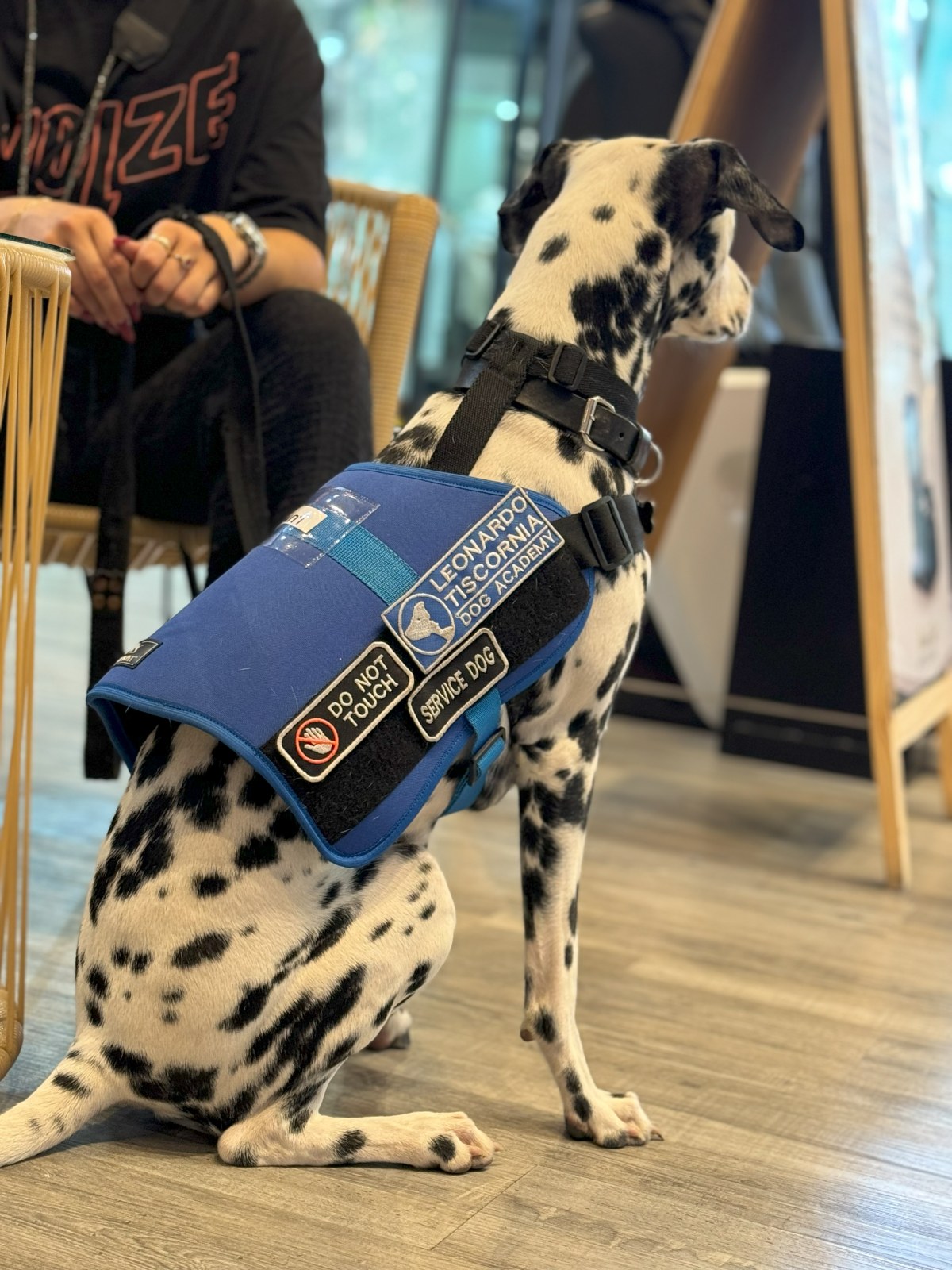 Perros de Servicio