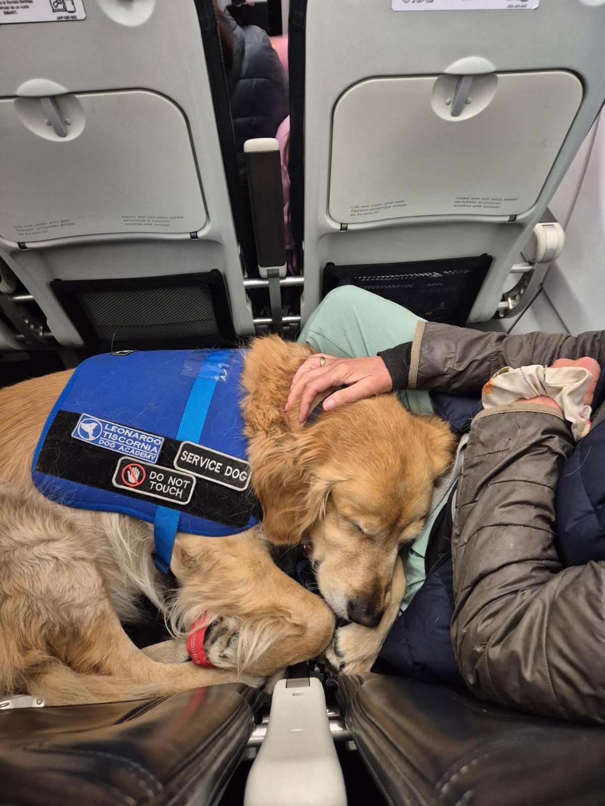 Bebu — Perro de servicio