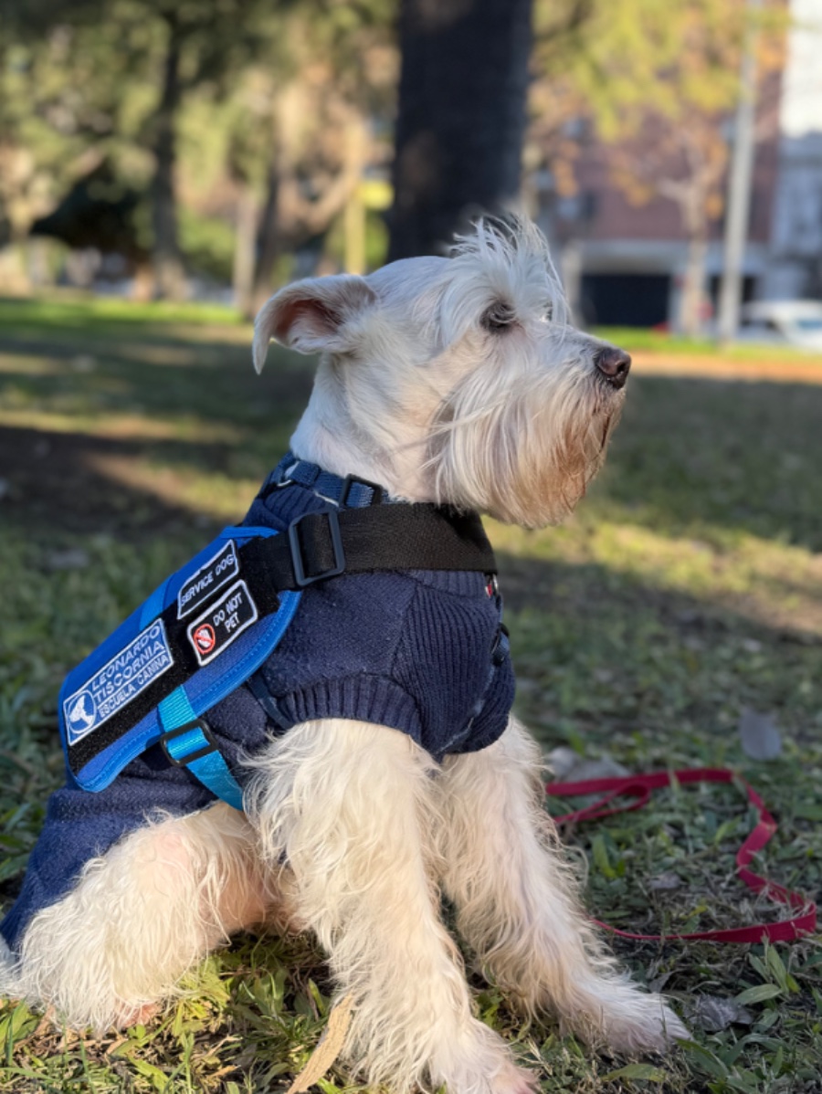 Copito — Service dog