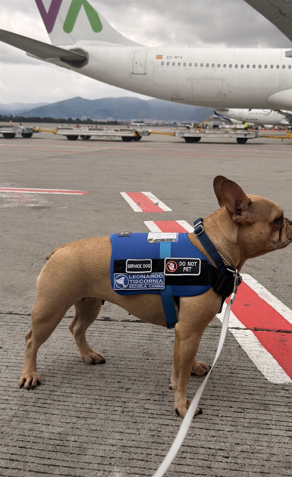 Leoa — Perro de servicio
