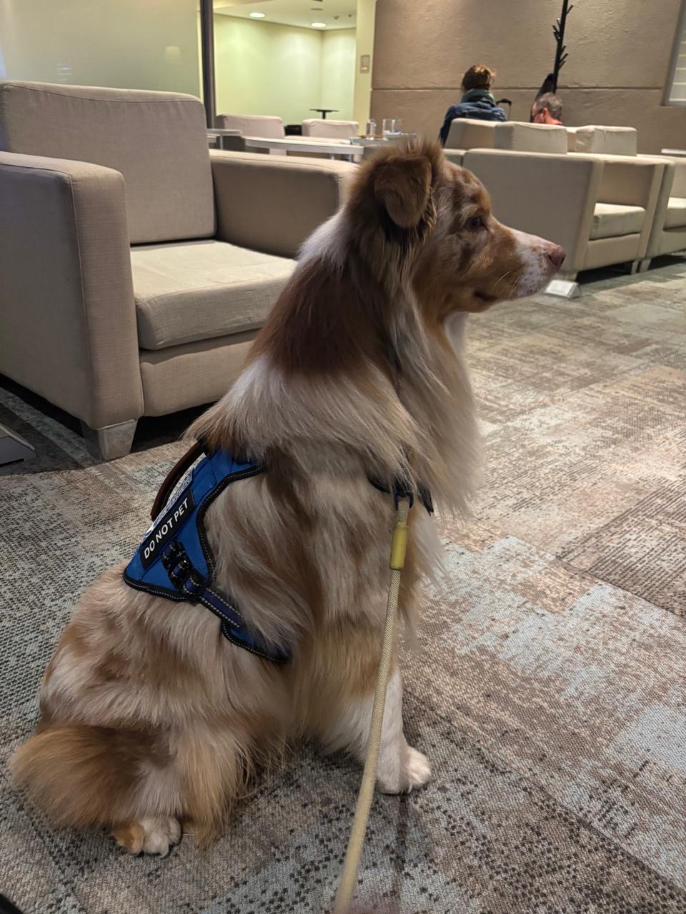 Montrose — Service dog