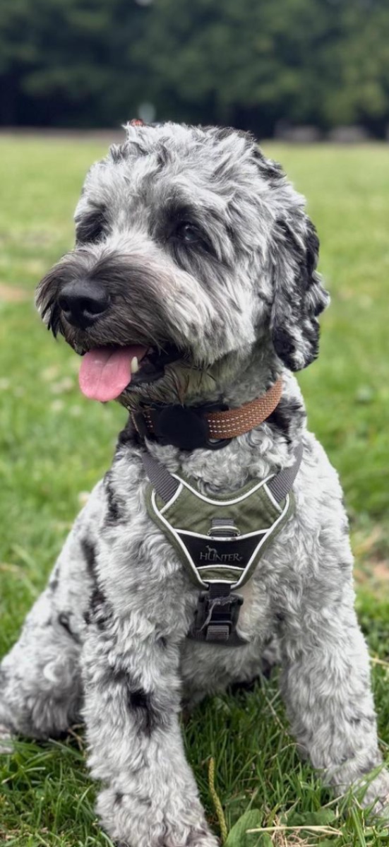 Ollie — Service dog